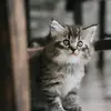 gottschalksamuel - @gottschalksamuel - TikTok