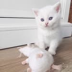 Samuel Grimaldi - @popenorvalk - Instagram