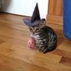 Samuel Hamlin - @samuelhamlin_1233 - TikTok