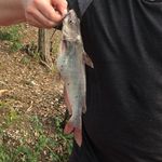 Samuel Hampton - @gonefishing_call_later - Instagram