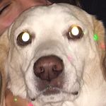 samuel hamrick - @samstinkss - Instagram