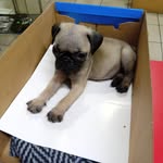 Samuel Harley gouff palme - @palmesamuelharleygouff - Instagram