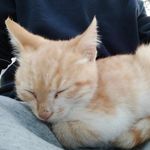Samuel Jong - @samsamplayz_ - Instagram
