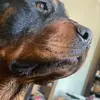 Samuel Alexander Kas - @samuelalexanderkash - TikTok