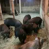 Samuel Krause - @samuel.krause - TikTok