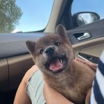 Samuel Kwon - @samuel_ponkey - Instagram