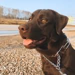 Сэм 🐶 - @samuel_labrador - Instagram