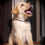 🐶 sam lab 🐶 - @samuel_labradorr - Instagram