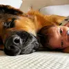 Samuel_and_germanshepherds - @samuelandgsd - TikTok