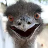 Samuel Landis - @samuel.landis6 - TikTok