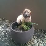 Samuel Lavender Lee - @sammydoodlebear - Instagram