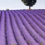Zibusiso Samuel Lavender - @inkde_e - Instagram