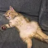 SamuelLeroyCatson - @samuelleroycatson - TikTok