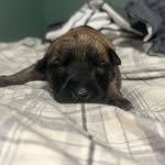 Samuel Lindsay - @samuel59730 - Instagram
