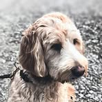 Sam Liotta - Facebook