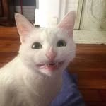 Samuel Maggard - @realcybertoothcat - Instagram