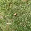 Cookie - @samuel.mattisson - TikTok