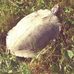 Samuel Mattison - Facebook
