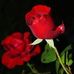 Samuel McClain - Facebook