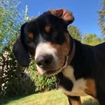 Samuel Paul - the Entlebuch mountain dog - @samskydog - Instagram