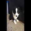 Samuel Murphy  - @mini_murph - TikTok