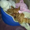 Samuel Warnock sackem - @samuel.warnock.sa - TikTok