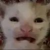😼Norman/ᐠ｡ꞈ｡ᐟ\ - @samuel.norman - TikTok