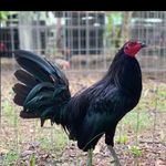 Samuel Jermain Olivas - @samueljermainolivas - Instagram