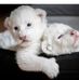 Samuel Pape - Facebook