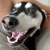 Samuel Patti - @samuel.patti - TikTok