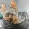 Oreo_theyorki - @samuelpendleton - TikTok
