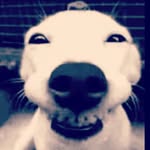 Samuel pendleton - @sammie_pendleton2 - Instagram