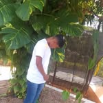 samuel_pittbul - @palmirasamuel1 - Instagram
