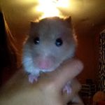 Samuel Roberts Pizzo - @sammy_is_loved - Instagram