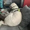 Samuel Raines - @samuel.raines - TikTok