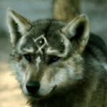 Joshuaraven - @joshua_samuel_raven - Instagram