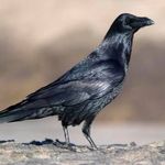 Samuel Raven - @samuelraven2020 - Instagram