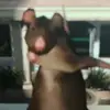 Samuel Royce - @samuel.royce - TikTok