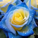Samuel Sam - @samuel_sam35 - Instagram