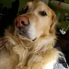 sam - @samuelshade - TikTok