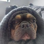 Creed Samuel Shearer 🐕 💙 - @creedthefrenchie_ - Instagram