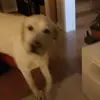 samuelsherrattbob - @chopoton - TikTok