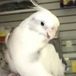 Samuel Simms - @sammy_the_whitefacetiel - Instagram