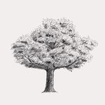 @samuel_sketch.tree - Instagram