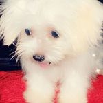Samuel Snow - @snow_gh19 - Instagram