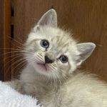 Samuel Snow - O Gato - @samuelsnowogato - Instagram