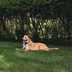 Samuel Sokol - @cattle_dog_mags - Instagram