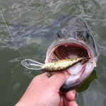 Samuel Sorrell - @anglerholic52 - Instagram