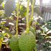 Samuel Tilahun - Facebook