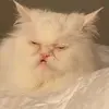 Sam Trudeau - @samtrudeau - TikTok